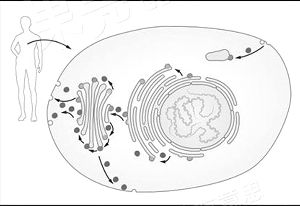 圖1：身體中的每個(gè)細(xì)胞都擁有復(fù)雜的結(jié)構(gòu)。不同的功能被分隔在不同的細(xì)胞器中。細(xì)胞中產(chǎn)生的分子被封裝在囊泡中，在特定的時(shí)間運(yùn)送到細(xì)胞內(nèi)或者細(xì)胞外準(zhǔn)確的位置。