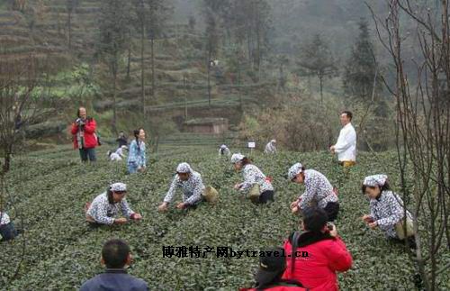 老峨山禪茶