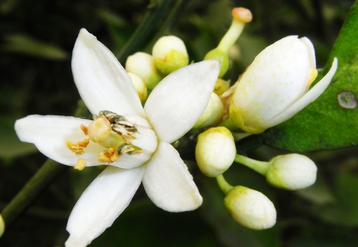 眉山：橘子花果同樹農(nóng)家樂橘花節(jié)迎八方客